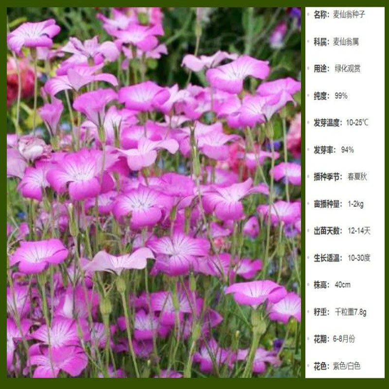 麦仙翁花种子庭院买毒草四季易种阳台种子芽率高室内盆栽绿化