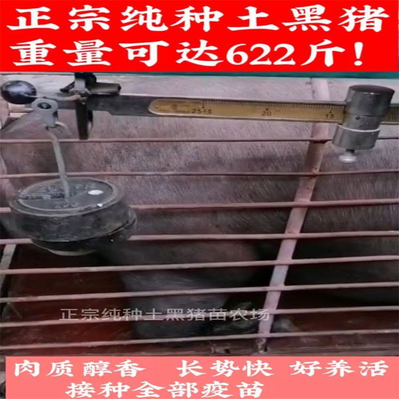 正宗土黑猪15-40斤活体幼崽猪肉香猪种猪食用猪跑山猪很