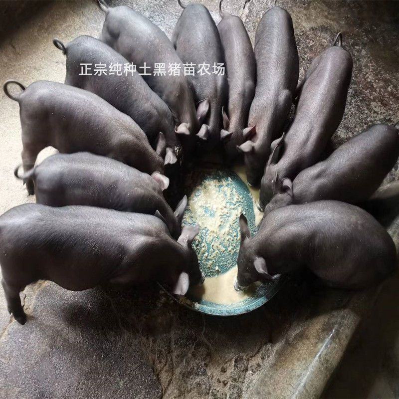 正宗土黑猪15-40斤活体幼崽猪肉香猪种猪食用猪跑山猪很