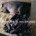 正宗土黑猪15-40斤活体幼崽猪肉香猪种猪食用猪跑山猪很