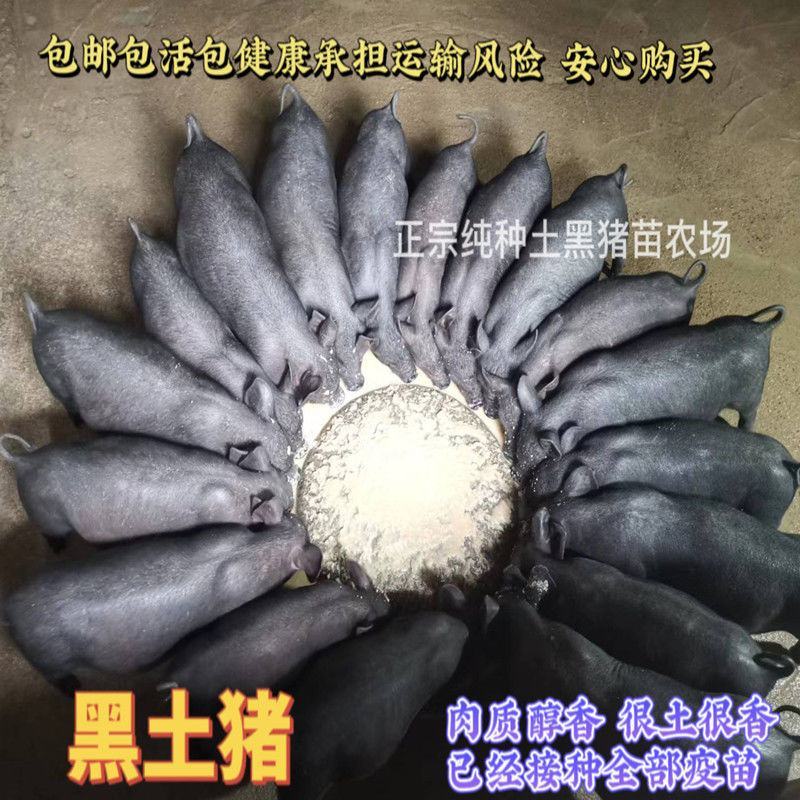 正宗土黑猪15-40斤活体幼崽猪肉香猪种猪食用猪跑山猪很