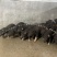 正宗土黑猪15-40斤活体幼崽猪肉香猪种猪食用猪跑山猪很