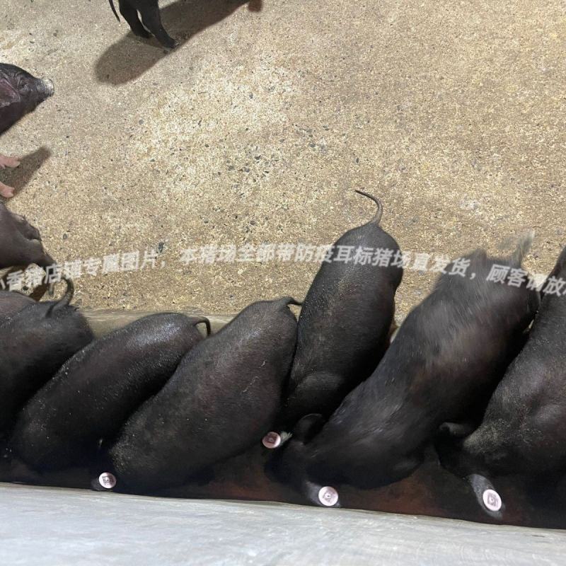 正宗土黑猪15-40斤活体幼崽猪肉香猪种猪食用猪跑山猪很