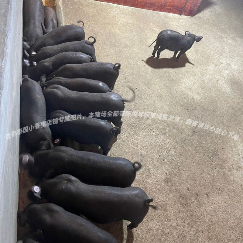 正宗土黑猪15-40斤活体幼崽猪肉香猪种猪食用猪跑山猪很