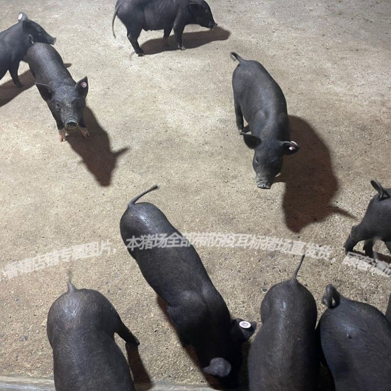 正宗土黑猪15-40斤活体幼崽猪肉香猪种猪食用猪跑山猪很