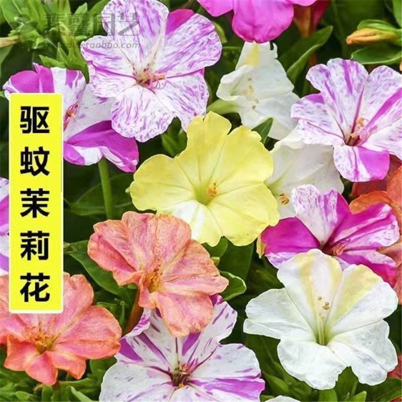 紫茉莉种子地雷花鲜花籽家庭阳台盆栽易活胭脂花夜来香种籽驱