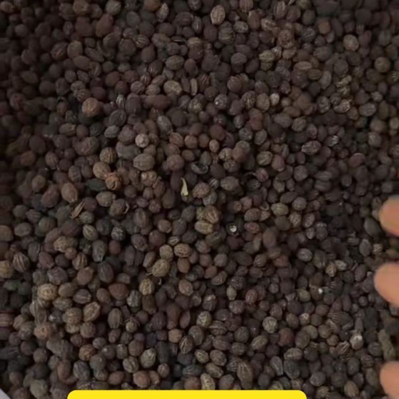紫茉莉种子地雷花鲜花籽家庭阳台盆栽易活胭脂花夜来香种籽驱
