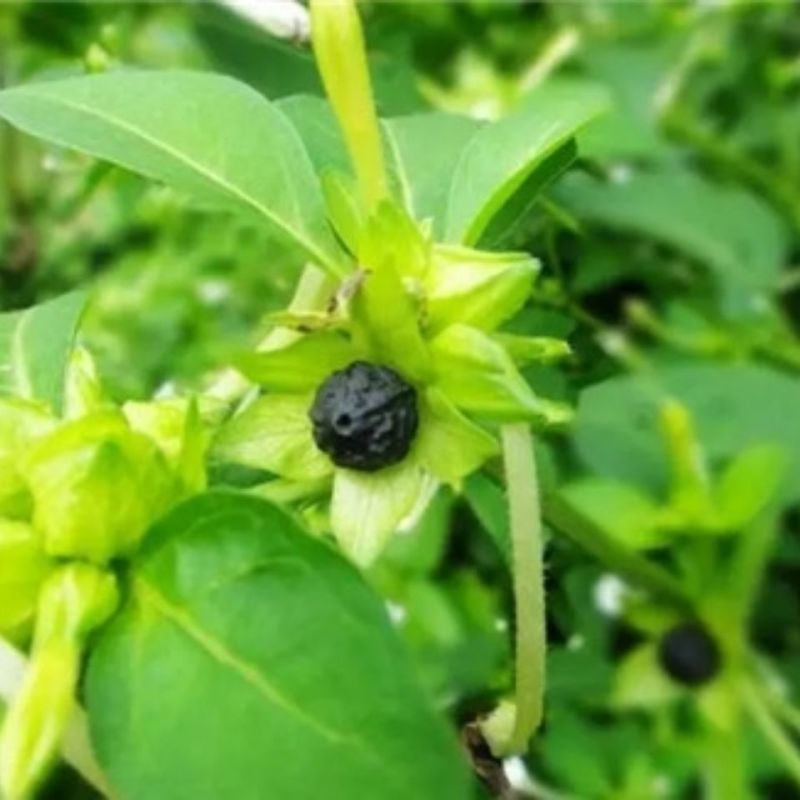 紫茉莉种子地雷花鲜花籽家庭阳台盆栽易活胭脂花夜来香种籽驱