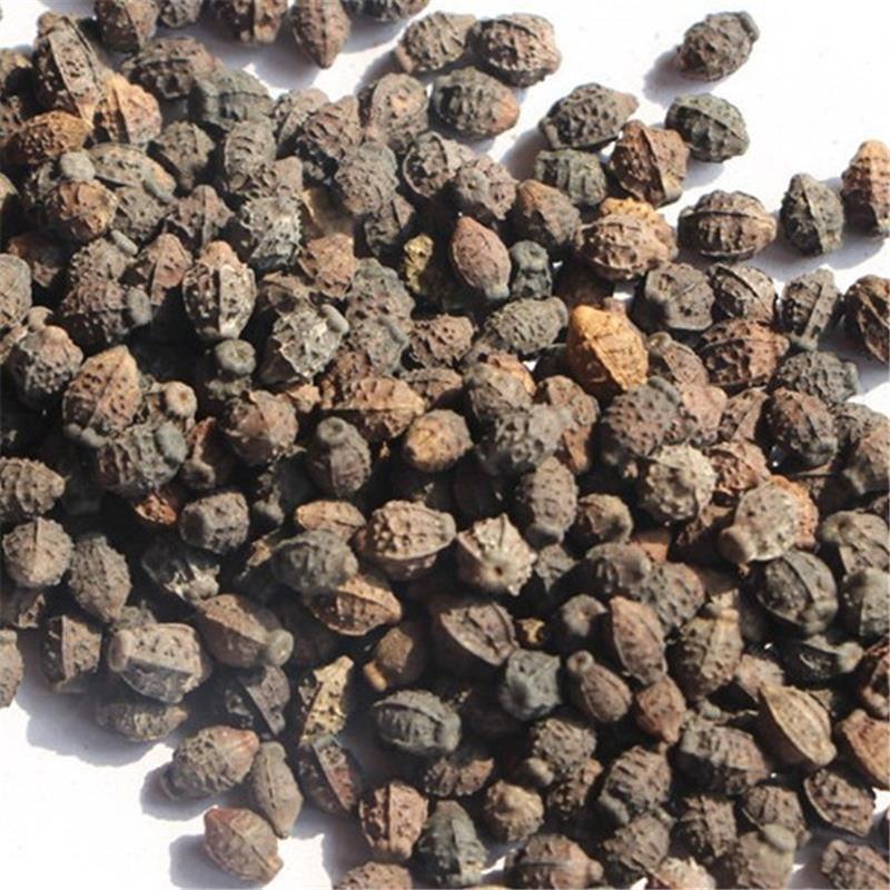 紫茉莉种子地雷花鲜花籽家庭阳台盆栽易活胭脂花夜来香种籽驱