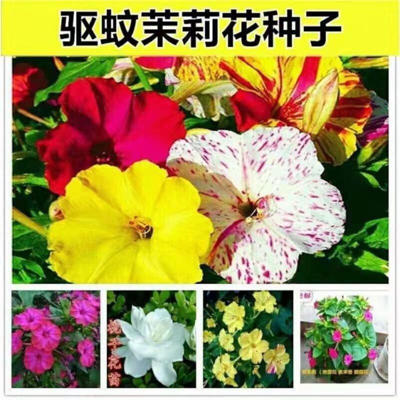 紫茉莉种子地雷花鲜花籽家庭阳台盆栽易活胭脂花夜来香种籽驱