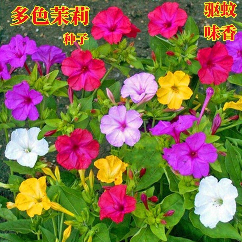 紫茉莉种子地雷花鲜花籽家庭阳台盆栽易活胭脂花夜来香种籽驱