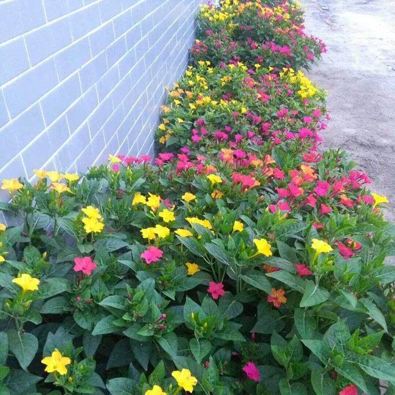 紫茉莉种子地雷花鲜花籽家庭阳台盆栽易活胭脂花夜来香种籽驱