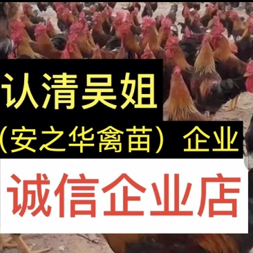 青脚土鸡苗.️质量保障、店有（诚信企业）证书