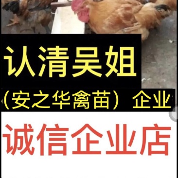 快大青脚麻,金陵麻、质量保障,店有〈诚信企业〉证书