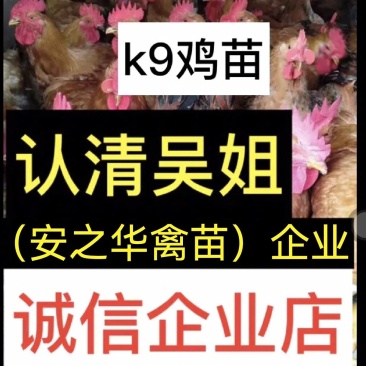 快大鸡苗，️️质量保障，店有〈诚信企业〉证书，901鸡苗