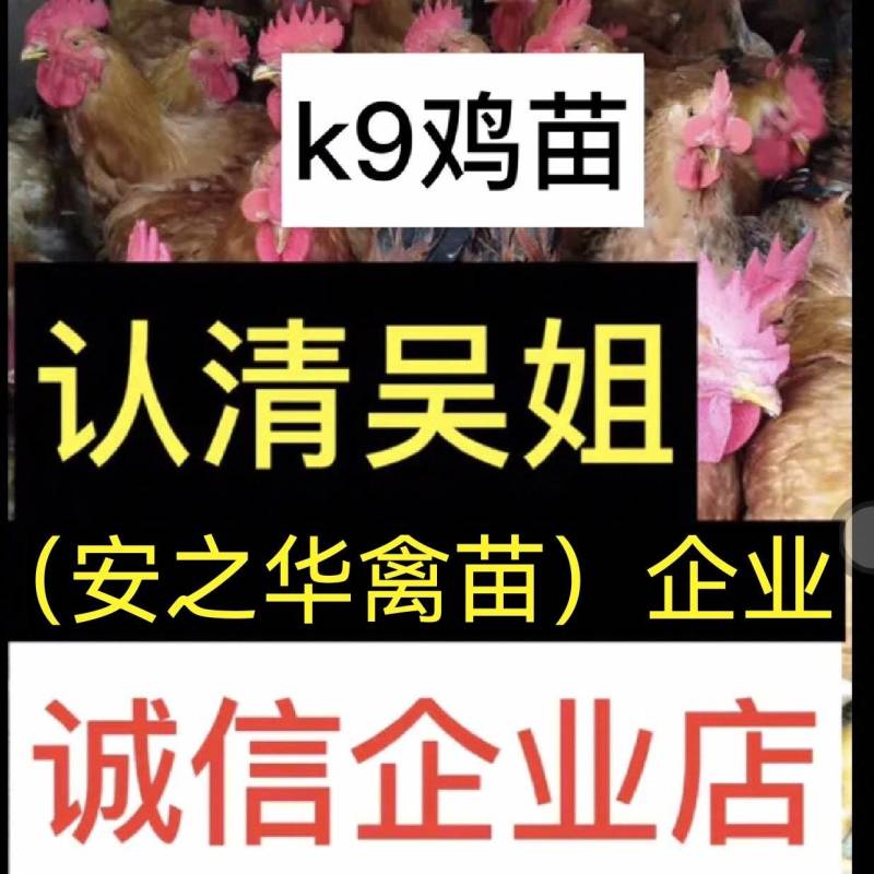 快大鸡苗，️️质量保障，店有〈诚信企业〉证书，901鸡苗