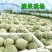 海南哈密瓜玫珑蜜瓜新鲜哈密瓜水果批发玫珑网纹瓜