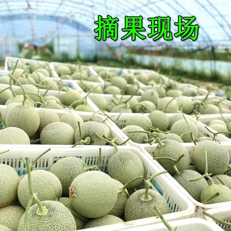 海南哈密瓜玫珑蜜瓜新鲜哈密瓜水果批发玫珑网纹瓜