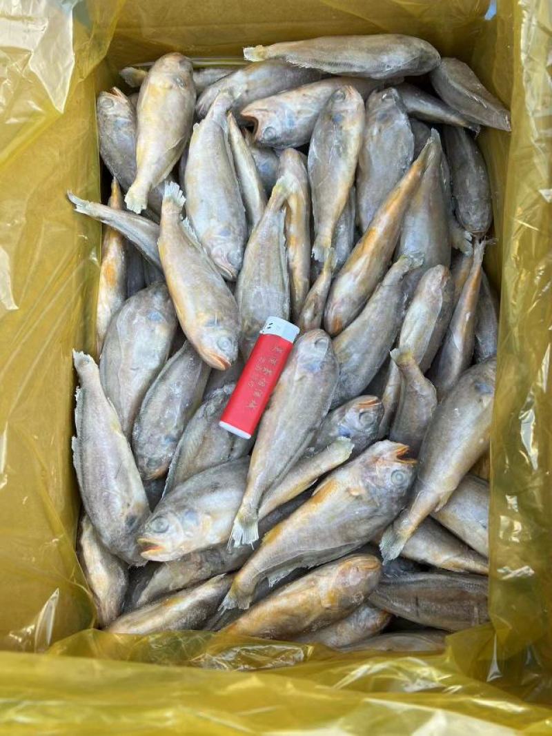 东海小黄鱼规格；4-6/6-8/带头，去头有货