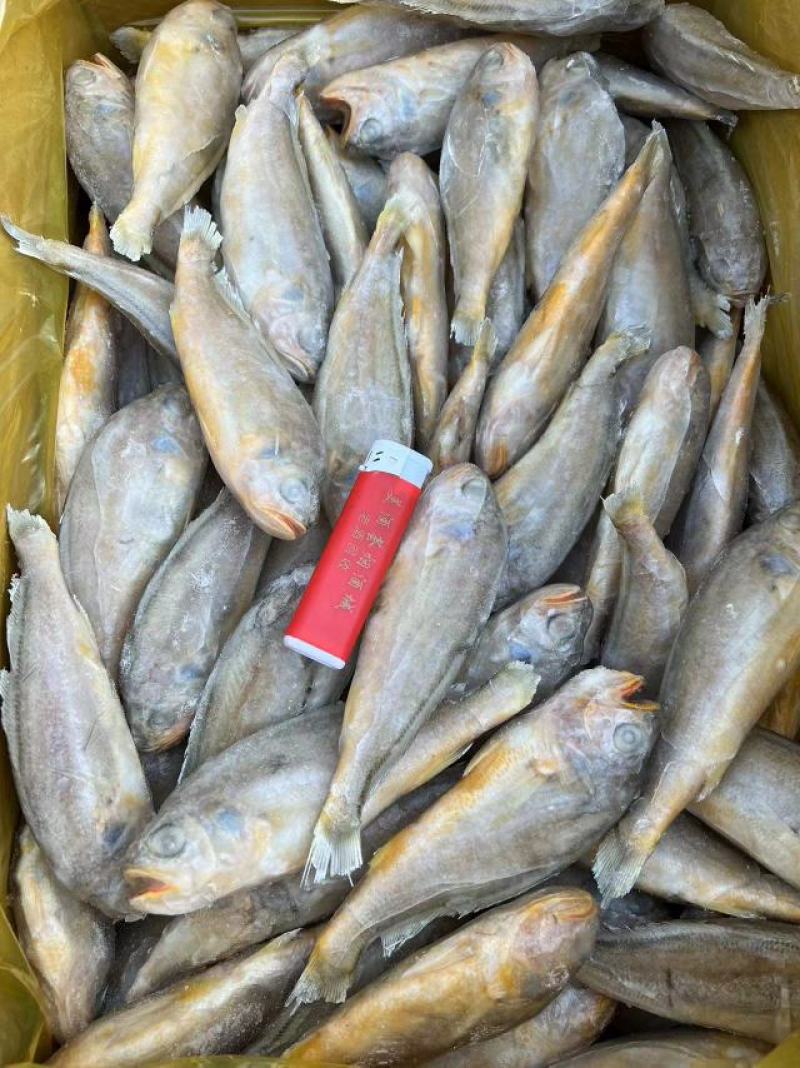 东海小黄鱼规格；4-6/6-8/带头，去头有货