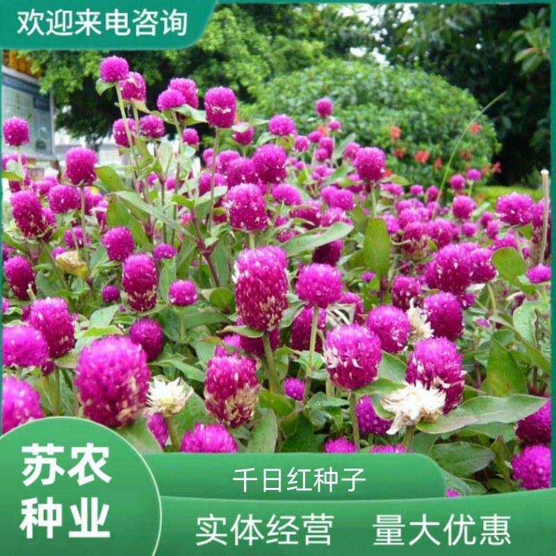 千日红种子千日紫种子千日粉种子四季易种花庭院别墅绿化盆栽