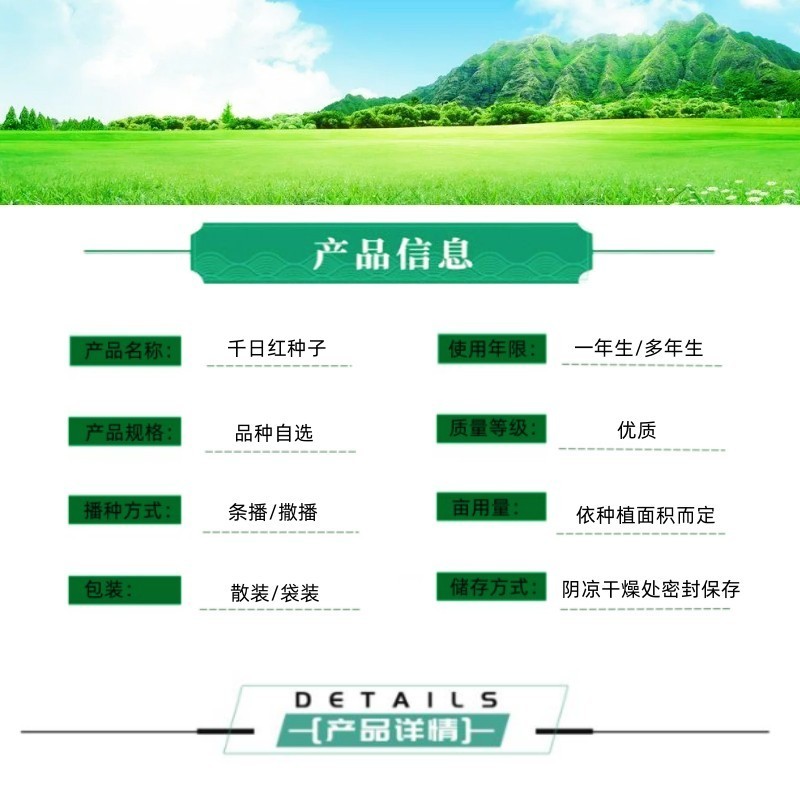 千日红种子千日紫种子千日粉种子四季易种花庭院别墅绿化盆栽