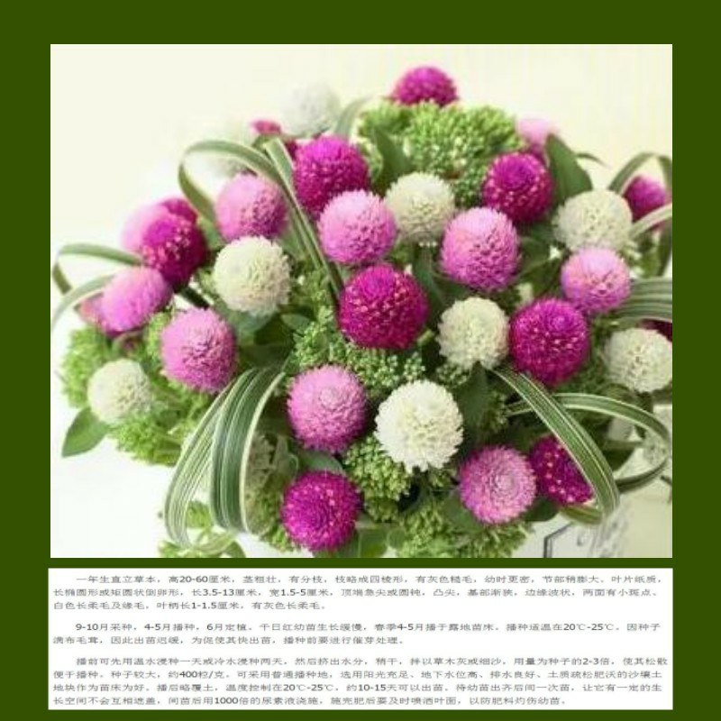 千日红种子千日紫种子千日粉种子四季易种花庭院别墅绿化盆栽