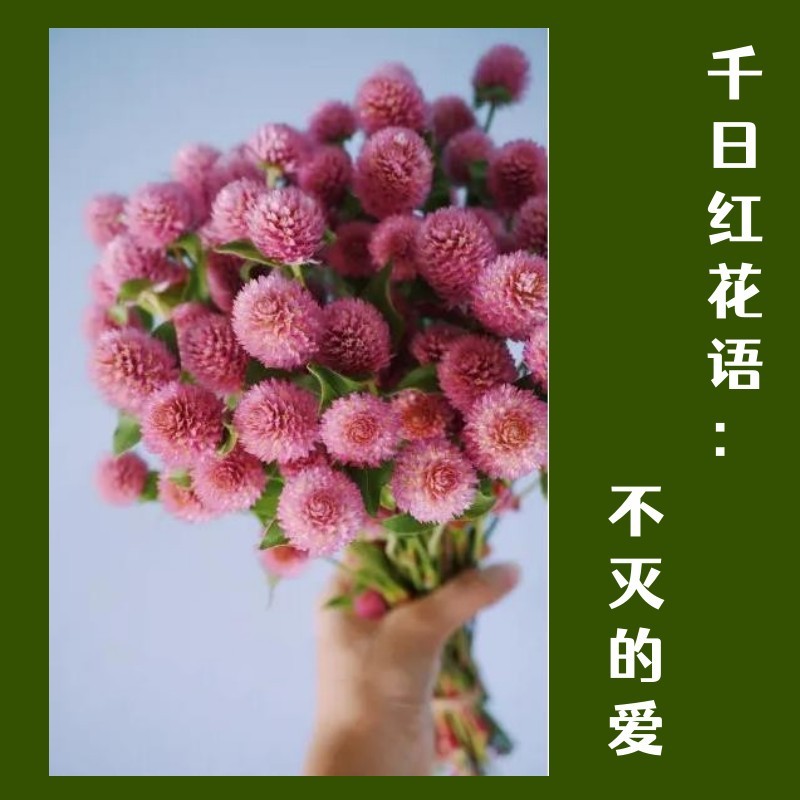 千日红种子千日紫种子千日粉种子四季易种花庭院别墅绿化盆栽