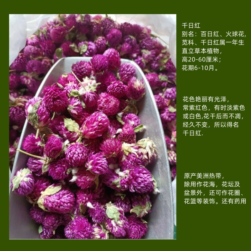 千日红种子千日紫种子千日粉种子四季易种花庭院别墅绿化盆栽