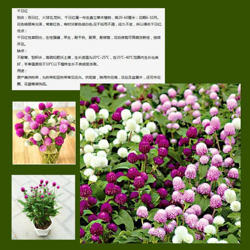 千日红种子千日紫种子千日粉种子四季易种花庭院别墅绿化盆栽