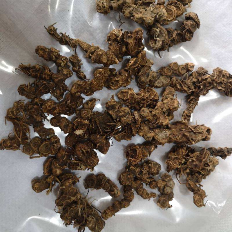 野生八角莲种苗，需要的联系我哦