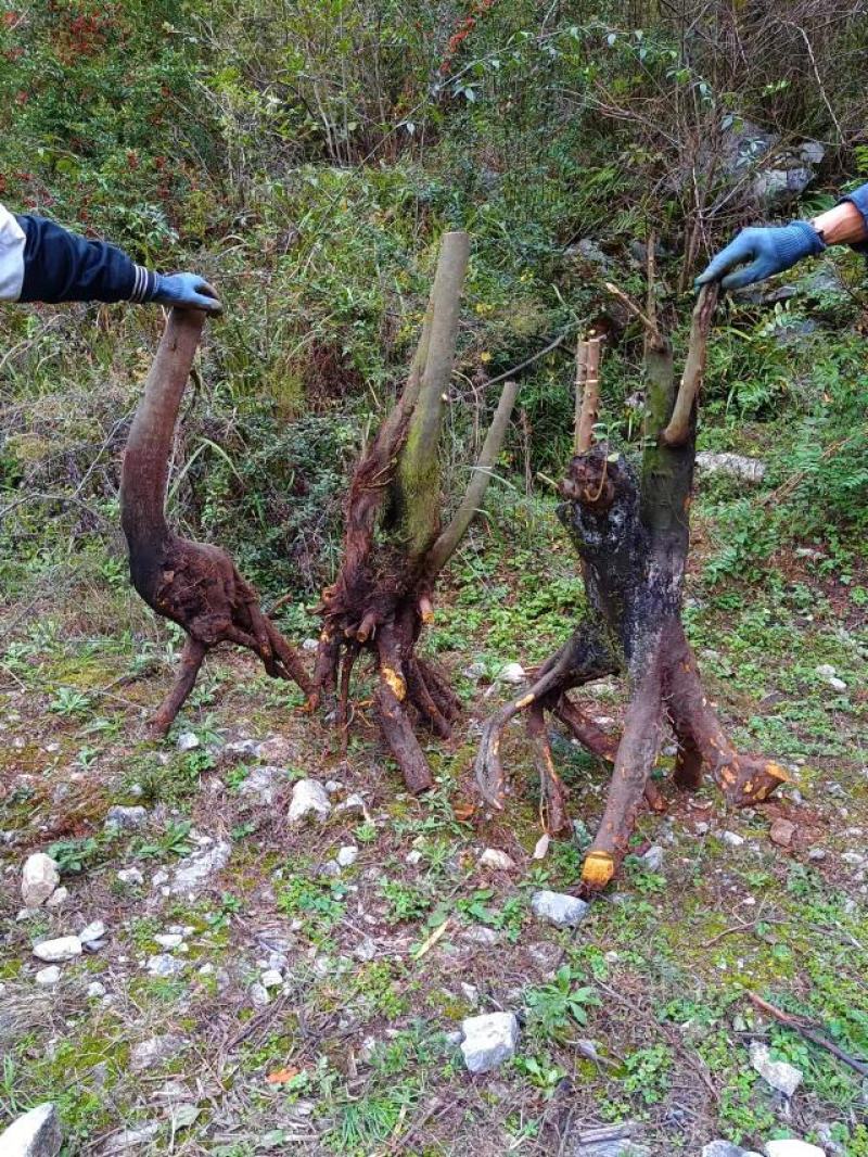 金弹子，下山桩，需要的联系我哦
