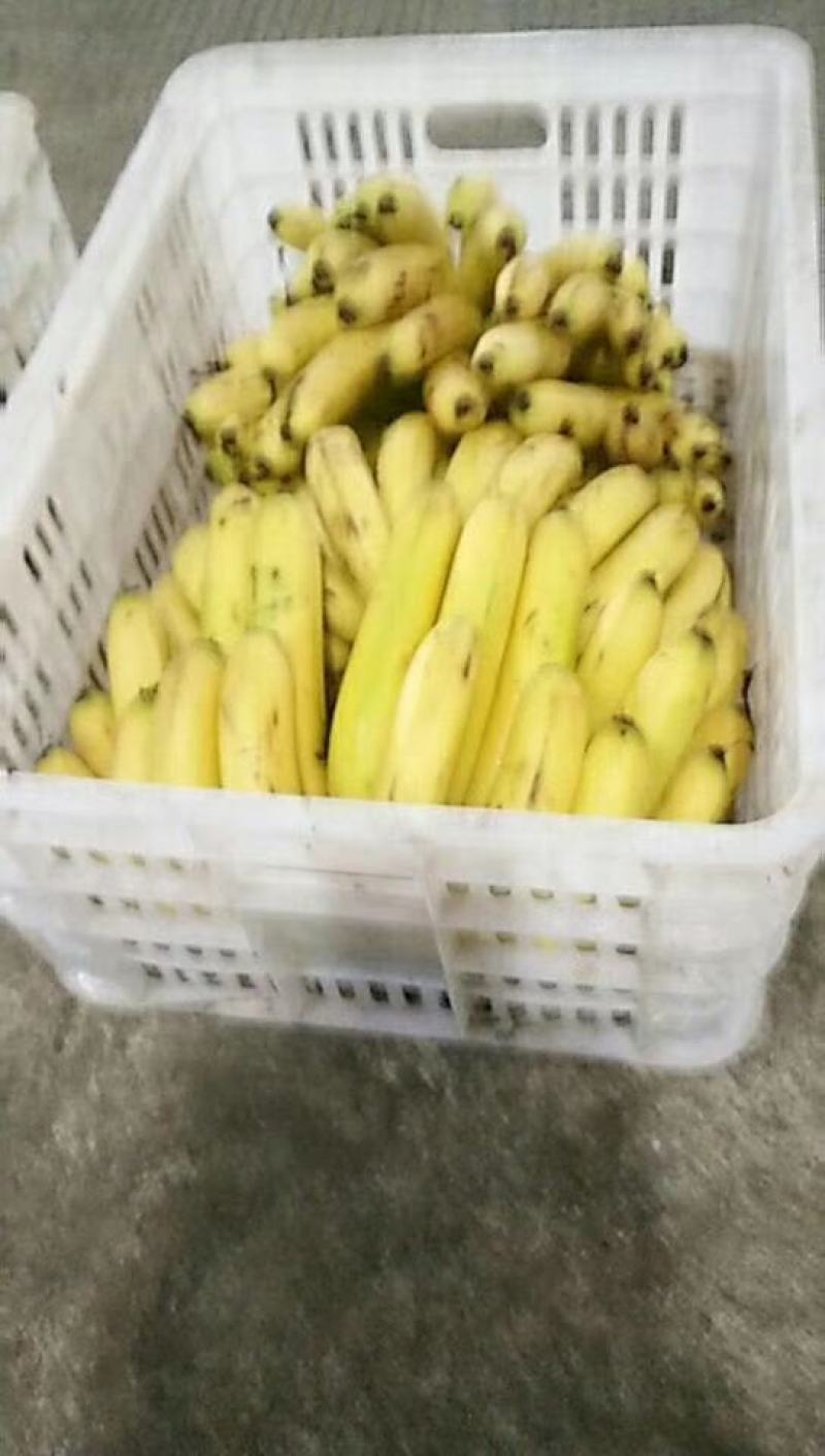 洗果厂专用塑料托盘