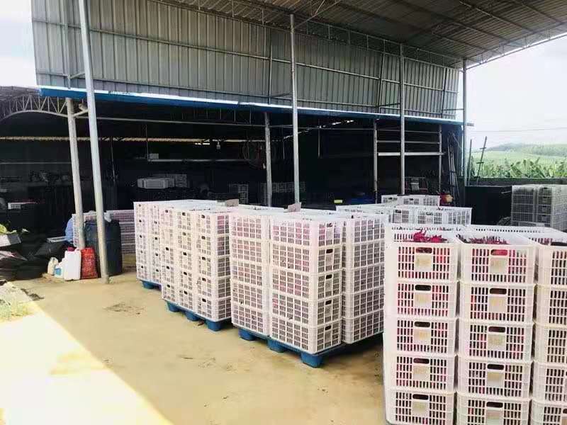洗果厂专用塑料托盘