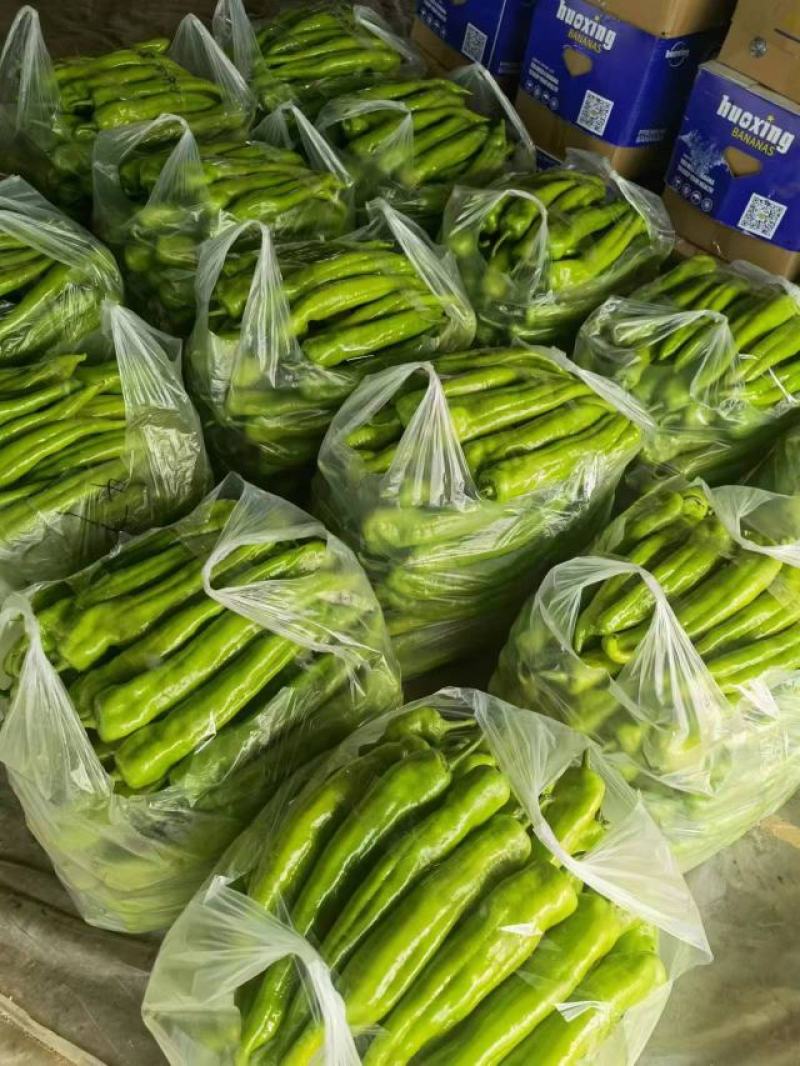 尖椒黄皮尖椒大量上市产地发货精品质量、来电咨询