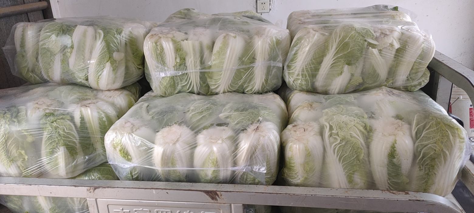 娃娃菜不同大小对比图