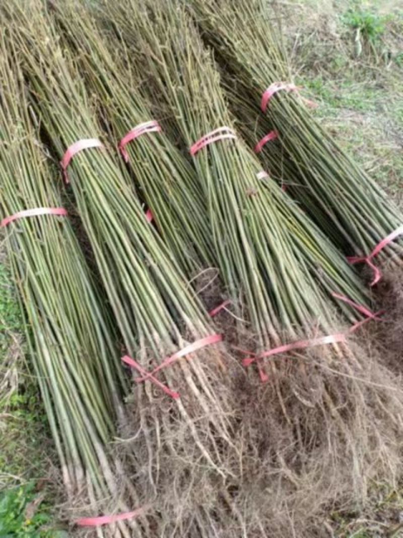 江西青钱柳苗各规格都有品质保证诚信经营欢迎联系