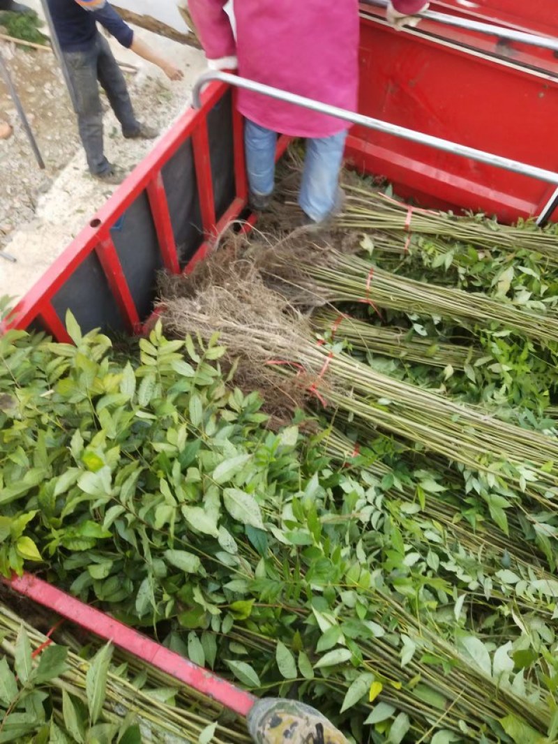 江西青钱柳苗各规格都有品质保证诚信经营欢迎联系