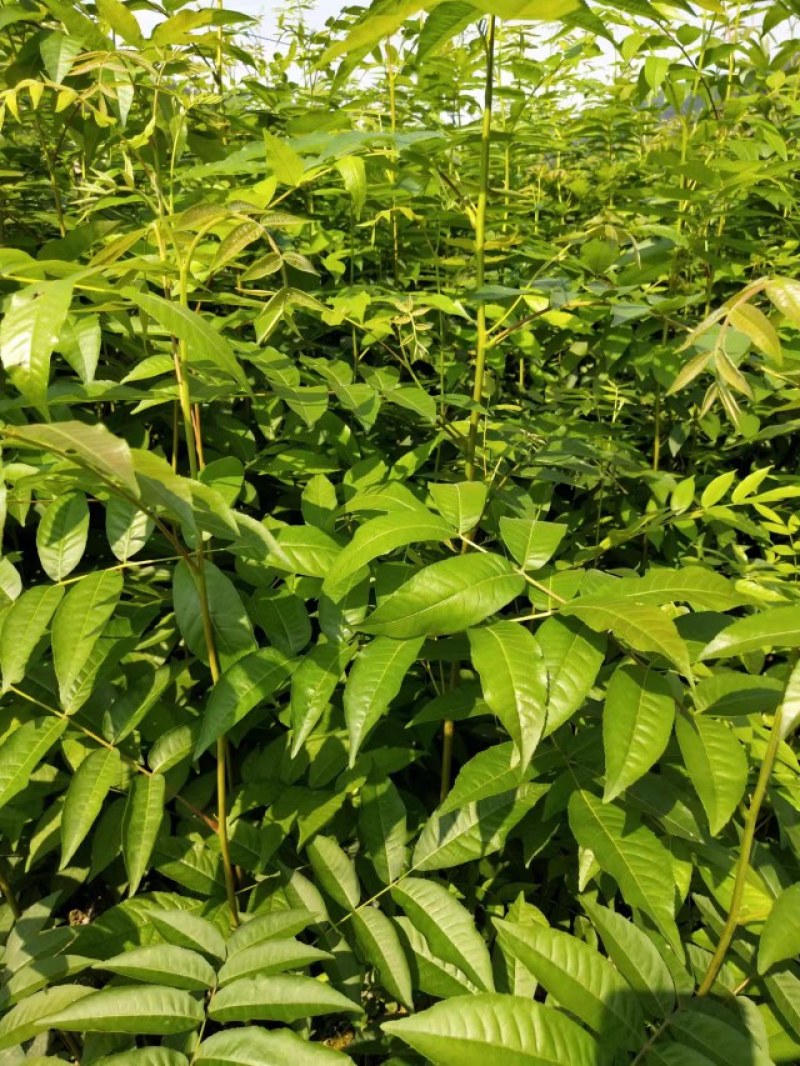 江西青钱柳苗各规格都有品质保证诚信经营欢迎联系