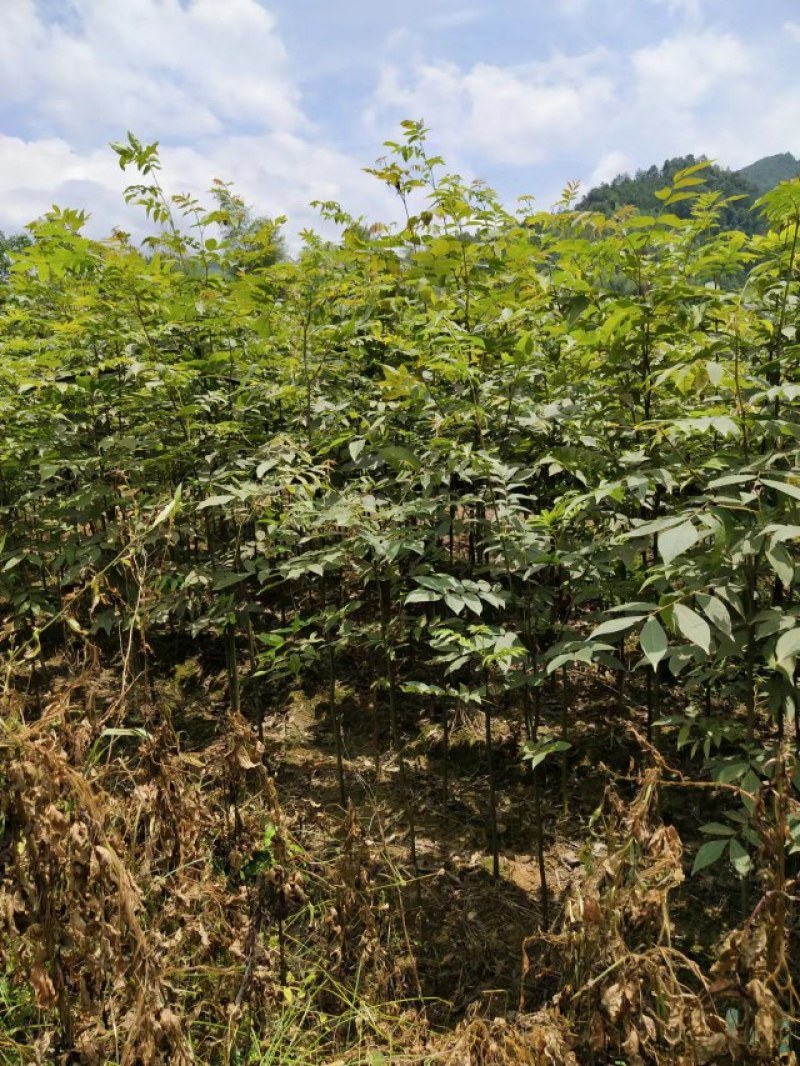 江西青钱柳苗各规格都有品质保证诚信经营欢迎联系
