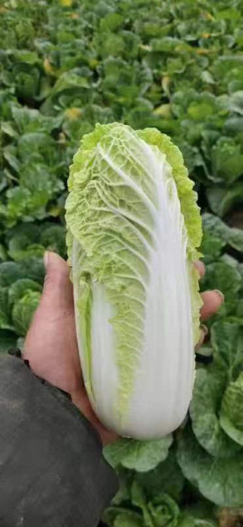 芹菜辣椒