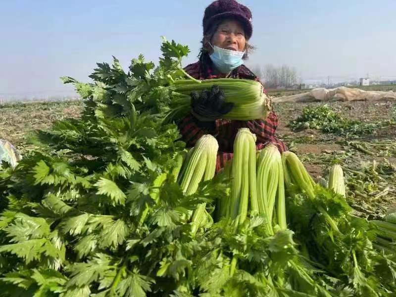 芹菜辣椒