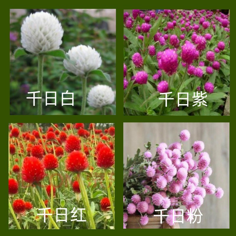 千日红种子千日紫种子千日粉种子四季易种花庭院别墅绿化盆栽