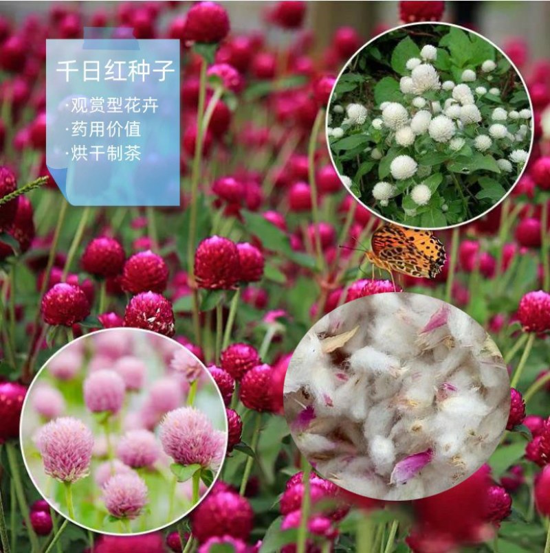 千日红种子千日紫种子千日粉种子四季易种花庭院别墅绿化盆栽