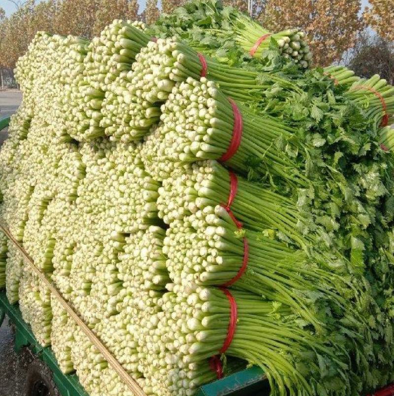 【永城小西芹】精品水洗去根五指西芹。可根据需求包装。