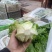 意大利生菜，曼尼生菜，精品大棚菜，精加工按需要发货。