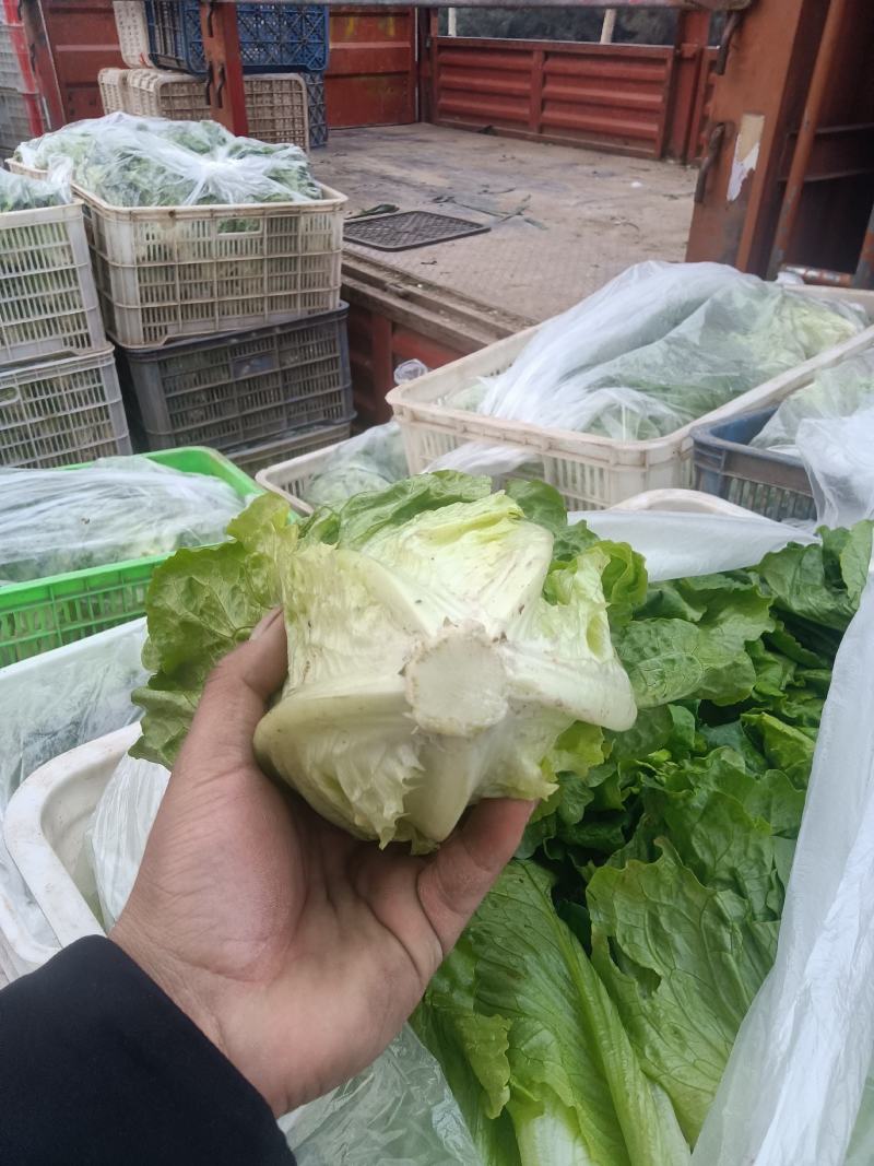意大利生菜，曼尼生菜，精品大棚菜，精加工按需要发货。