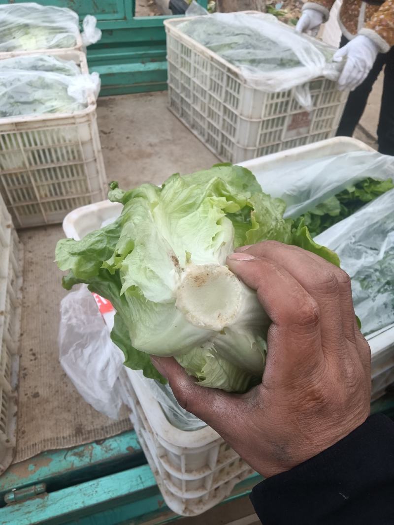 意大利生菜，曼尼生菜，精品大棚菜，精加工按需要发货。