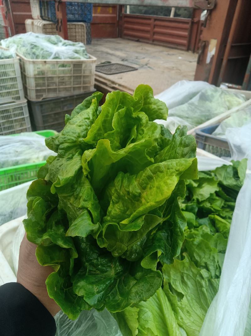 意大利生菜，曼尼生菜，精品大棚菜，精加工按需要发货。