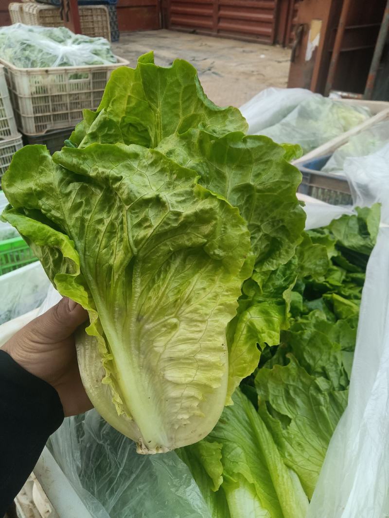 意大利生菜，曼尼生菜，精品大棚菜，精加工按需要发货。